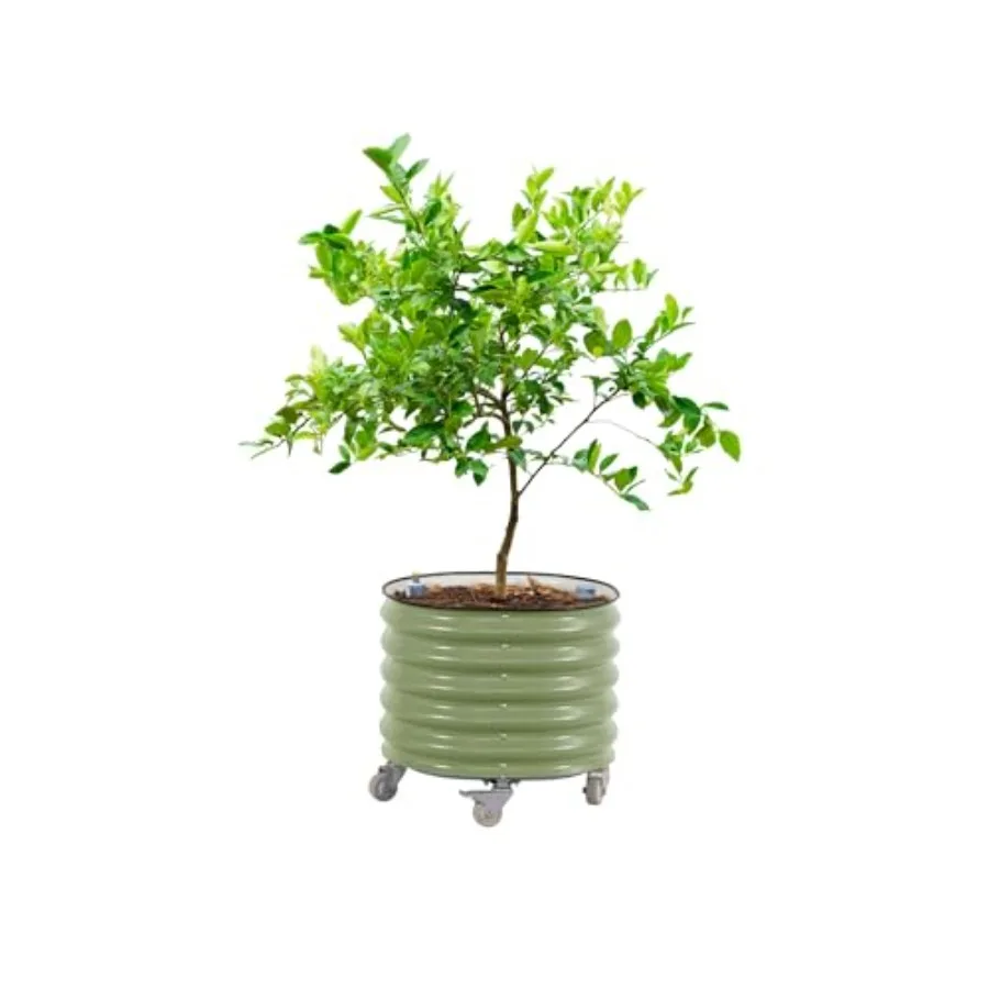 Круглые большие кашпо для цитр – обзор и цена Self-Watering Planter